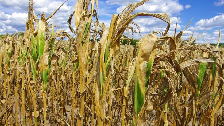 A dangerous combination of droughts and heatwaves has substantially increased across the United States over the past 50 years, according to a new study from the American Association for the Advancement of Science.