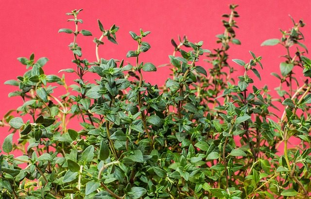 thyme