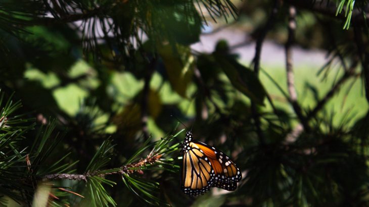 If you want to help protect butterflies from climate change, provide them with more shady places to keep cool, according to a new study from the University of Cambridge.