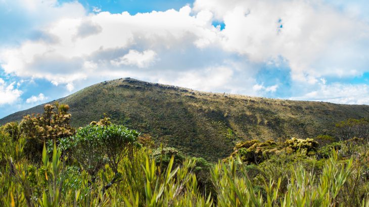 The researchers found that high-elevation biodiversity hotspots will be substantially reduced over the next three decades without urgent intervention.