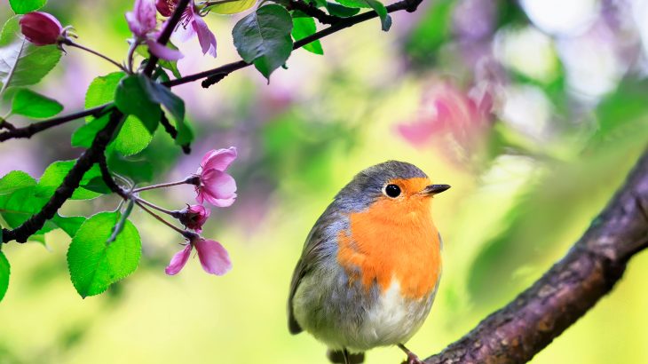 A new study from the American Association for the Advancement of Science reveals that reduced noise pollution during COVID-19 restrictions gave some bird communities the opportunity to improve their songs.