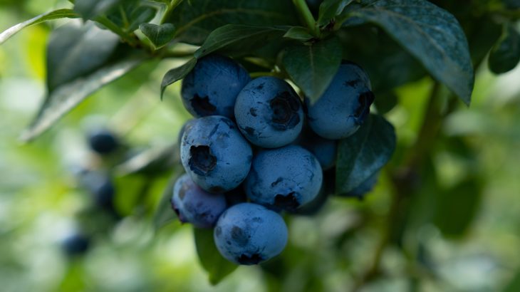 Plants contain various bioactive compounds, or phytocompounds, that have disease-fighting properties such as antioxidant and anti-inflammatory effects.