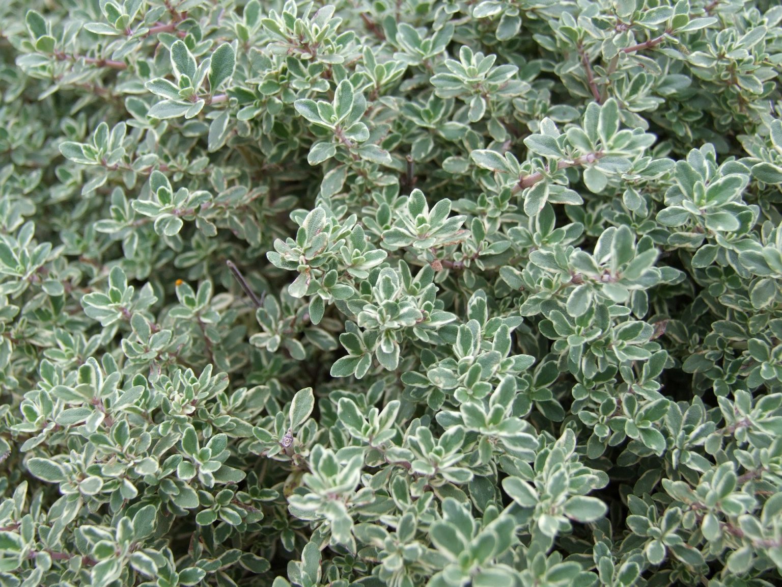 The History of Thyme (Plus Uses of Thyme) Earthpedia