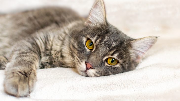 The researchers ultimately confirmed that cats produce antibodies that not only block the spread of the virus, but also protect cats from developing any symptoms.