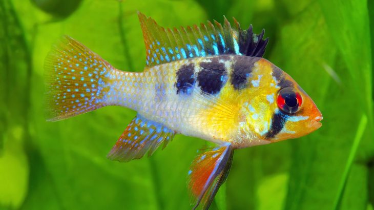 Biologists at the University of Massachusetts Amherst are describing how cichlid fish changed their shape after a river in the Amazon was dammed