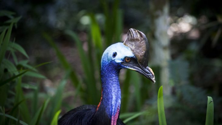 Cassowary