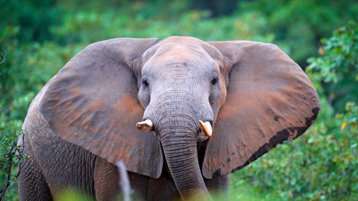 Researchers at the University of Stirling have led an international study to investigate how climate change has impacted Central Africa's rainforests, as well as the unique elephants that dwell in them.