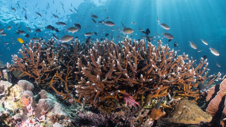 In a new study published by PLOS, scientists have discovered a coral reef in Belize where Acropora corals appear to be thriving, despite their widespread destruction in surrounding reefs that have endured the same pressures.