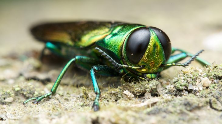 Within the next three decades, alien species will increase by more than 35 percent compared to 2005, according to a new study from University College London.