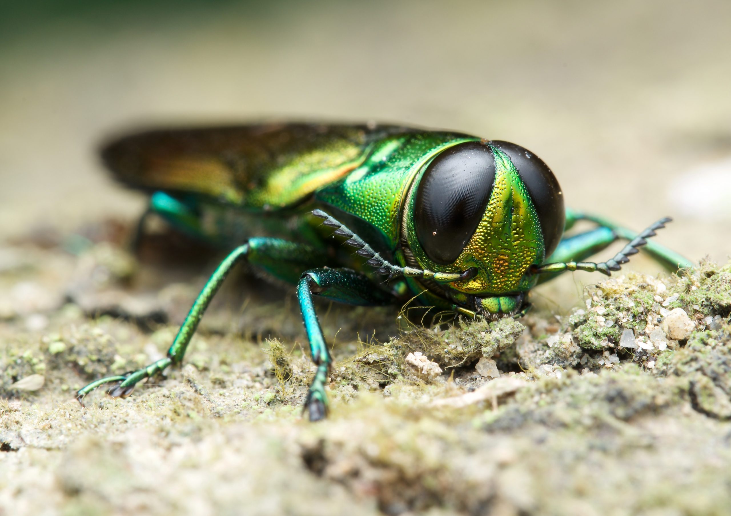 Insect Alien Species