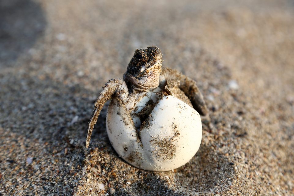 Scientists use decoys to track sea turtle egg traffickers •