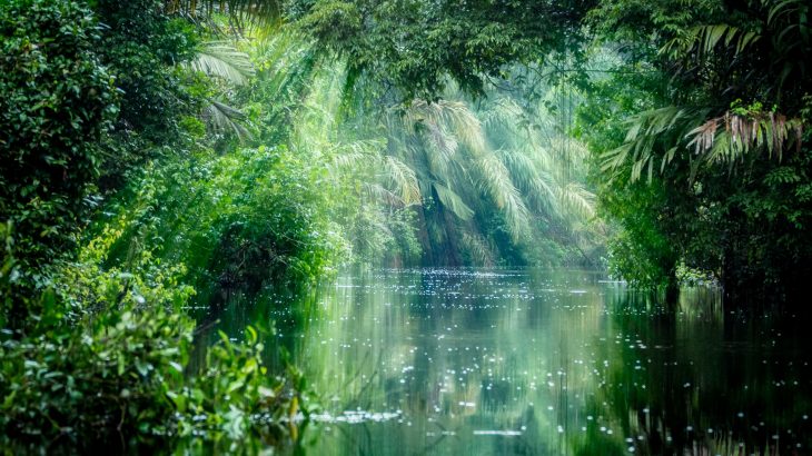 In an effort to identify the tropical plants that existed in closed-canopy rainforests, and also to understand where on Earth these ecosystems existed millions of years ago, scientists analyze the vegetation that is contained in the fossil teeth of extinct animals