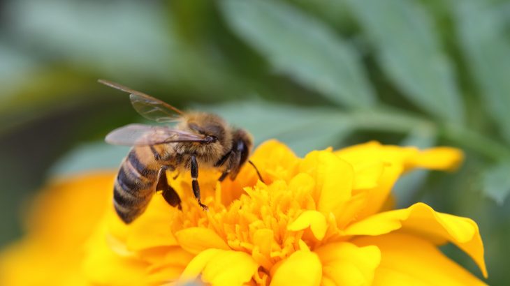 The researchers found that the compounding effects of pesticide exposure and the loss of flowering plants reduced blue orchard bee reproduction by 57 percent.