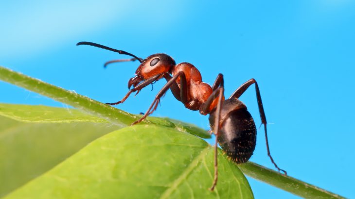 faced with the risk of drowning, black imported fire ants used sand to draw liquid out of containers