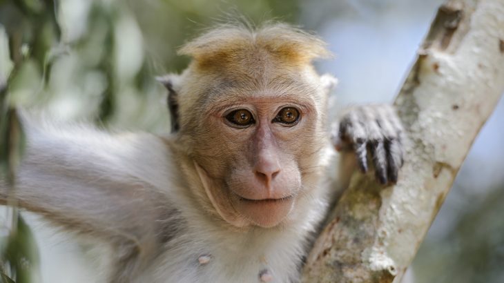 According to an international team of researchers, the remains most likely belong to ancestors of monkeys that exist in the same region today.
