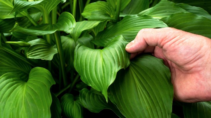 Researchers at the University of Science and Technology of China (USTC) are shedding new light on the remarkable ability of plant stem cells, or meristems, to block out viruses