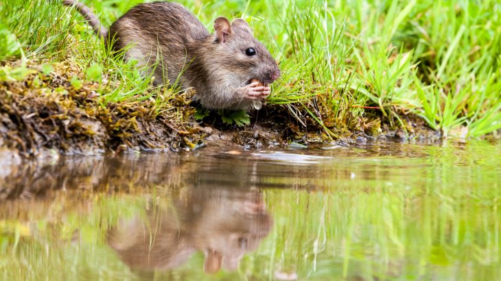Nearly a century ago, scientists discovered an aquatic mouse in a stream in Ethiopia with water-resistant fur and broad feet for wading in the water.