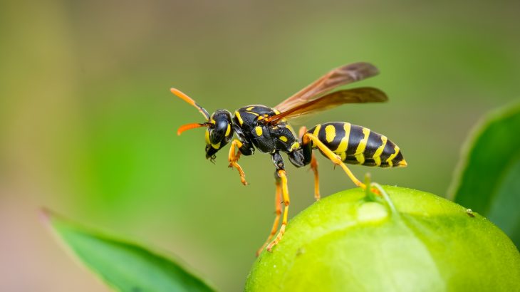 The research is focused on the potential for proteins found in wasp venom to be converted into bacteria-killing molecules