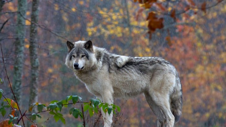 In a new study from the University of Wisconsin-Madison, experts have determined that carnivores living near people are eating so much human food that it has become a threat to their ecosystems