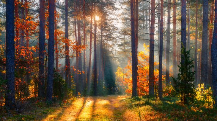 In order to calculate the true value of nature, we must focus on how much people benefit from it, according to researchers at Stanford University.