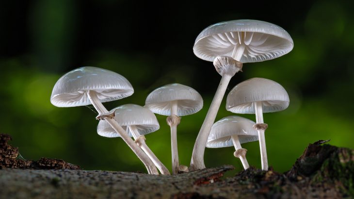 fungi characteristics and function