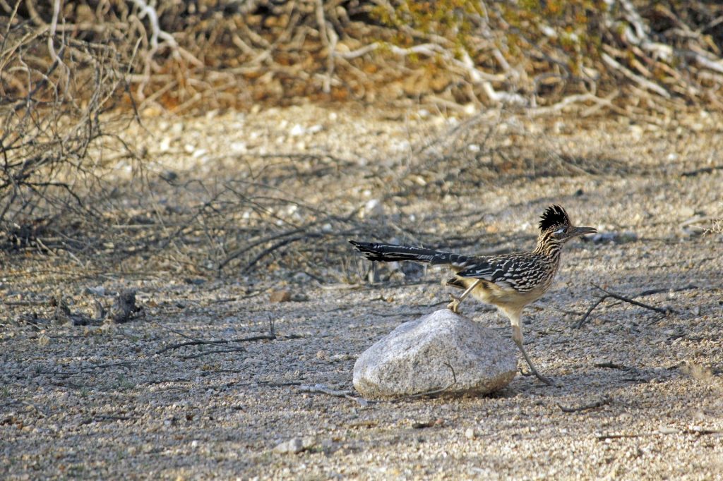 Roadrunners Where They Live, Etymology, & More