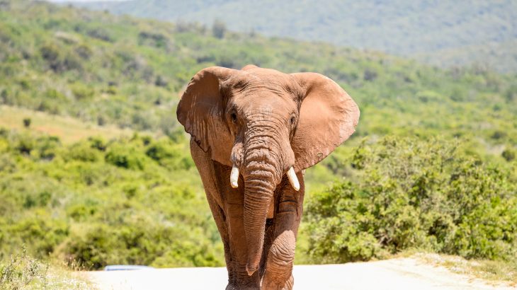 In a new study published by PLOS, experts have investigated the distribution and conservation status of forest elephants in the tropical West African country of Côte d’Ivoire, which translates in English to the "Ivory Coast."