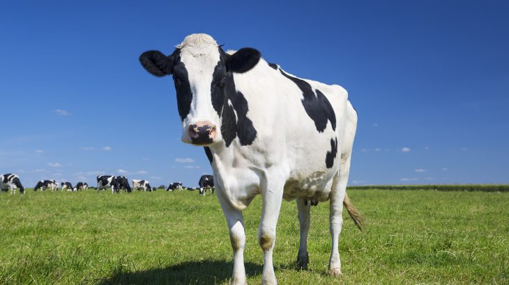 The removal of dairy cows from the United States would only make a small contribution to reducing greenhouse gas emissions while detrimentally impacting the country's supply of essential nutrients