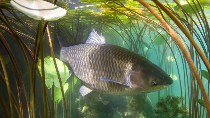 Plans to use a virus to control an invasive Australian carp will not work in the long term, according to researchers at the University of Exeter and the University of East Anglia