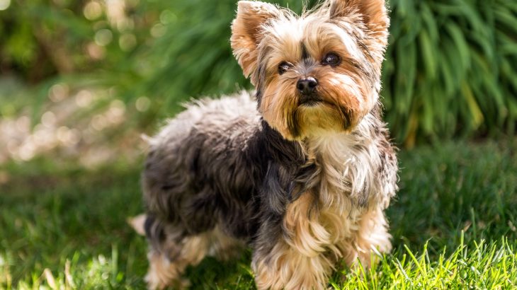 Dogs have personality traits that change over time at their own rate, following a distinct age trajectory, according to a study led by Eötvös Loránd University (ELTE).
