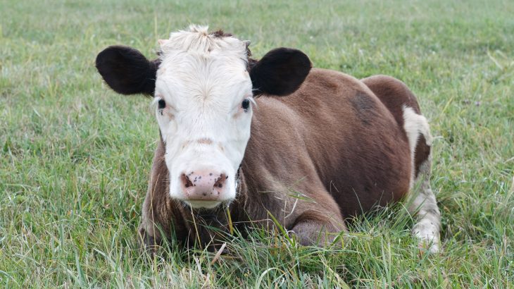 A new study published by Frontiers has revealed that, like humans, cows prefer intimate communication with people.