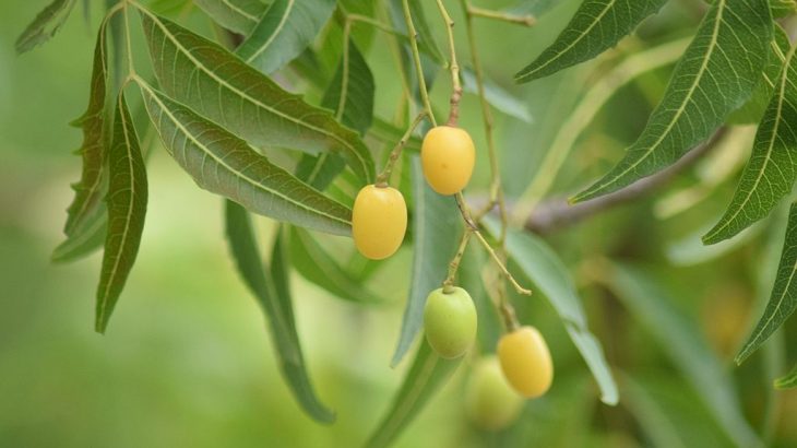 neem oil seed