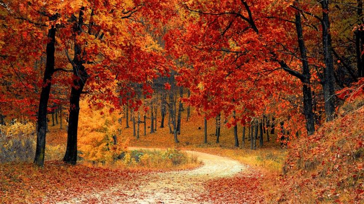 temperate deciduous forest plants autumn fall