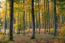 Interesting Plants Found in Temperate Deciduous Forests - Earth.com