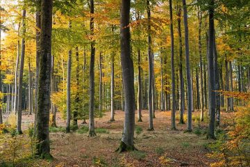 the forest save file