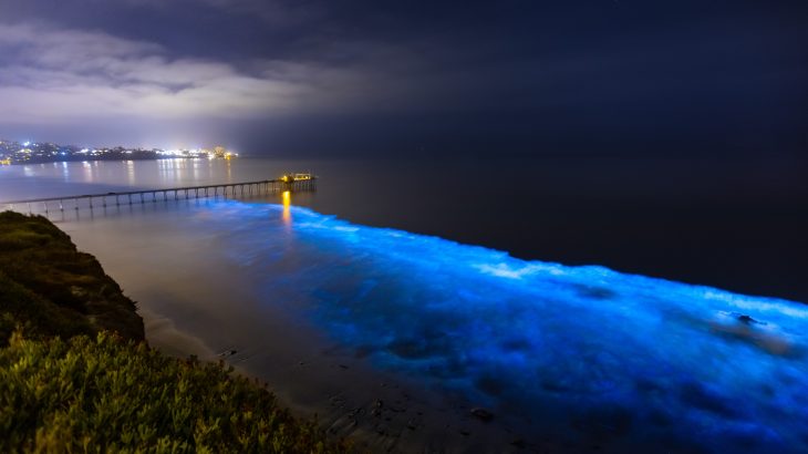 Scientists have discovered a bioluminescent gene that may give sea pickles, or pyrosomes, the ability to emit blue-green light