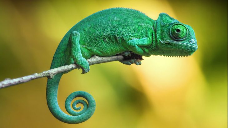 Scientists at Washington University in St. Louis seized the opportunity to investigate how tropical lizards are affected by extreme climates.