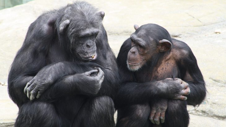 As people get older, they begin to favor smaller social circles, focusing on friendships that are already established rather than seeking out new ones.