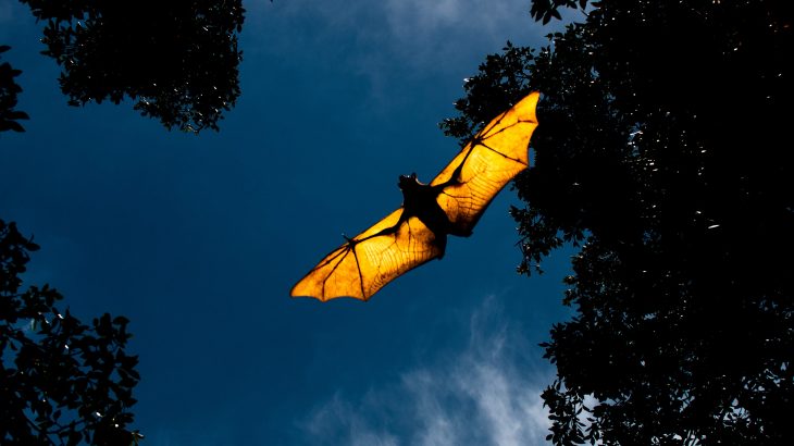 In collaboration with Dr. Thomas Dececchi, Dr. Pittman has expanded the flight origins investigation to include Scansoriopterygids, an unusual group of theropods that used bat-like wings for gliding.