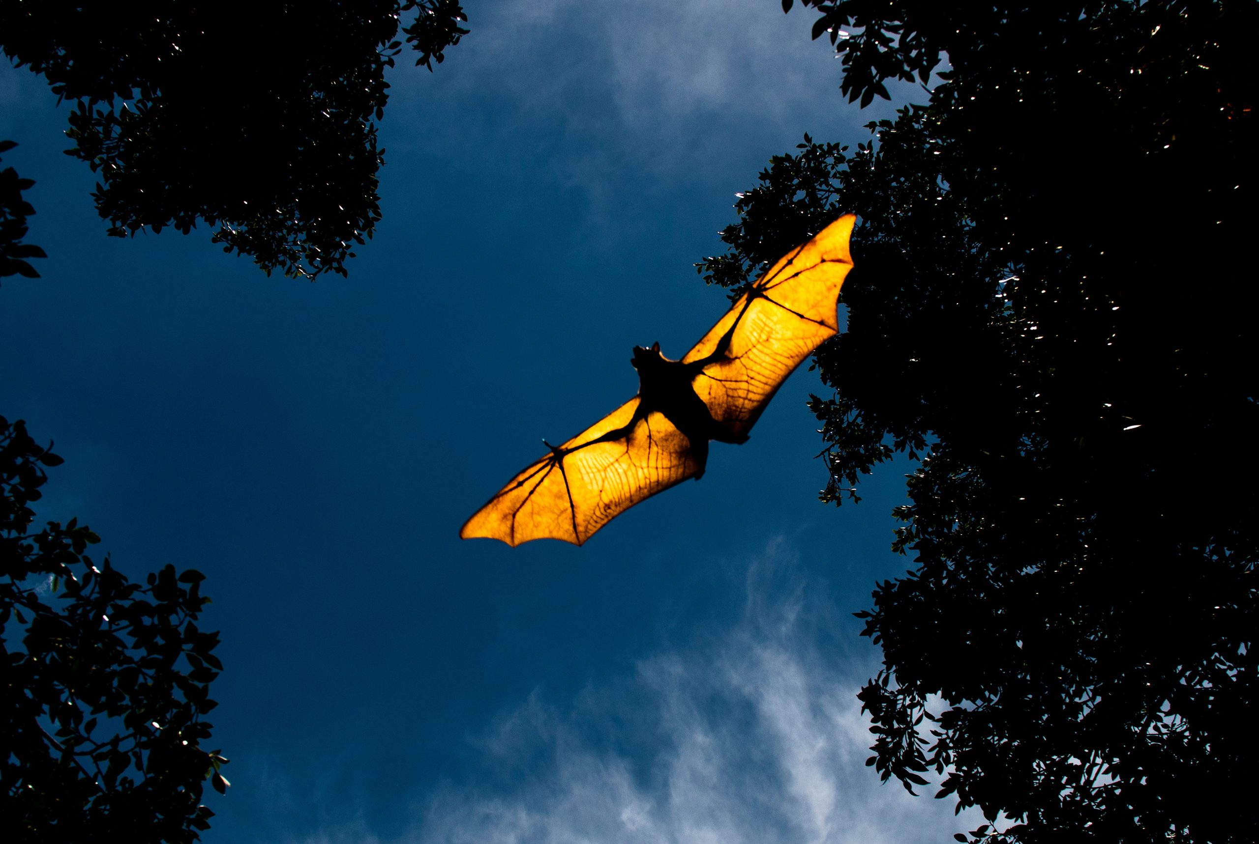 Rare dinosaurs used batlike wings for gliding