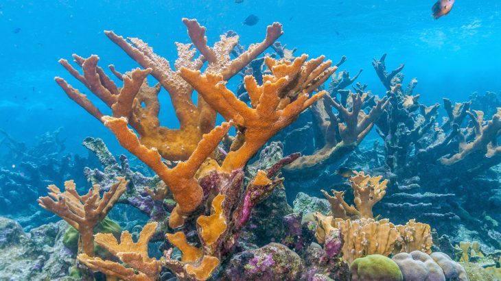 Researchers at the University of Miami (UM) Rosenstiel School of Marine and Atmospheric Science have analyzed the immune system capabilities of elkhorn coral, or Acropora palmata, which has become increasingly rare in the Caribbean