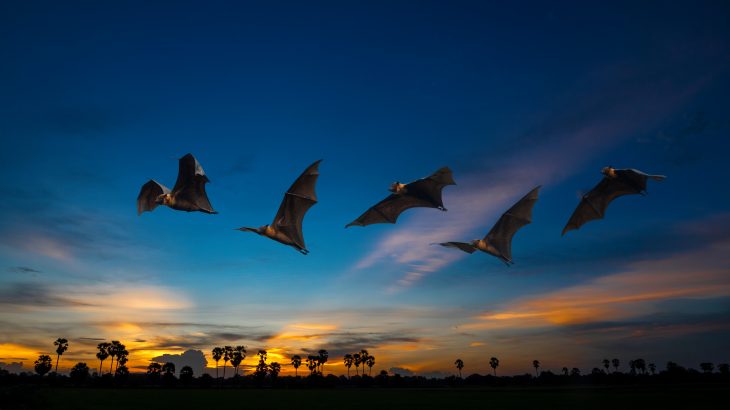 Scientists at the Smithsonian Tropical Research Institute (STRI) are exposing secrets about the late-night foraging habits of fringe-lipped bats based on the DNA contents of their poop.