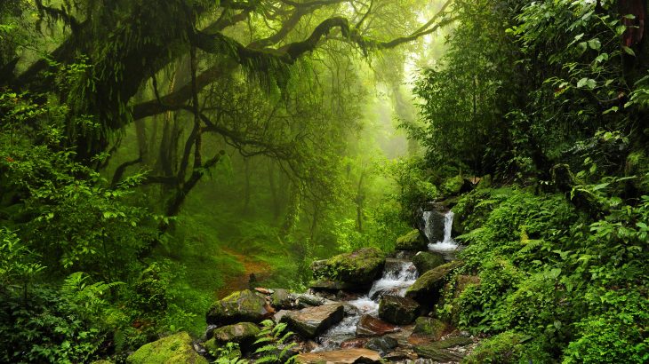 Birds that forage near the floor of the Amazon rainforest are vanishing, and these losses may have gone unnoticed without a long-term study by scientists at Louisiana State University (LSU).