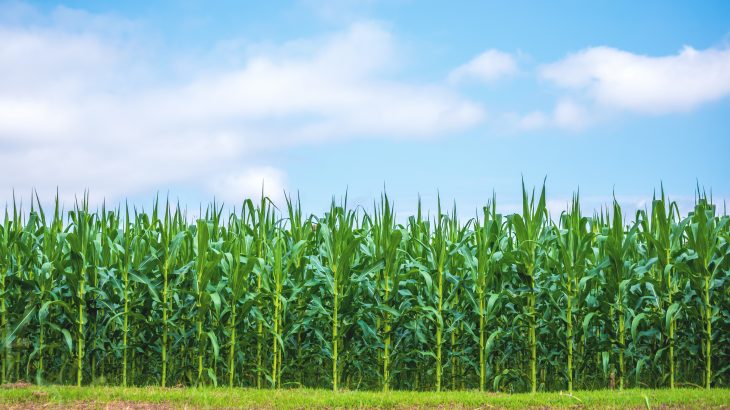 The researchers found that corn yields in the United States are becoming increasingly sensitive to drought conditions.