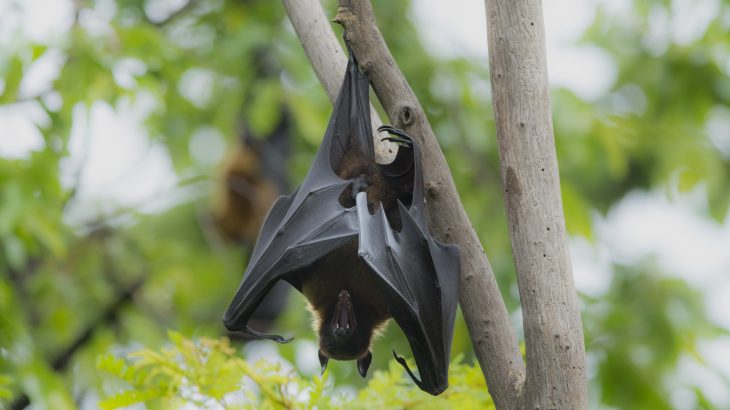 Vampire bats socially distance themselves when they are sick, according to a study published by Oxford University Press.