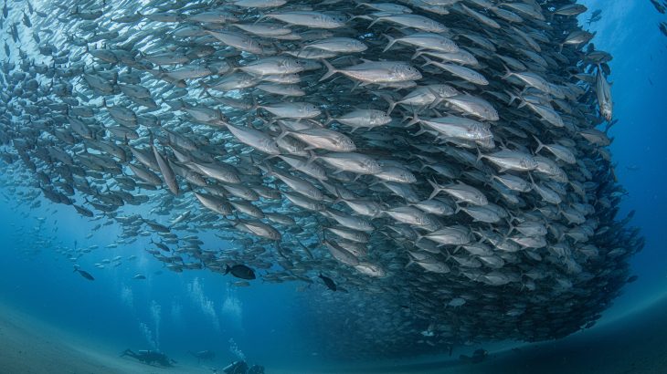 The researchers used robots to provide the first conclusive evidence that schools of fish benefit from the energy produced by neighboring fish.