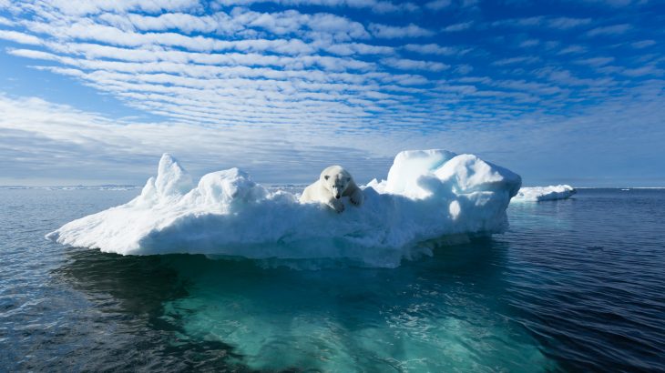In a reinforcing feedback loop, the loss of huge masses of sea ice accelerates global warming, which causes sea ice to retreat even further.