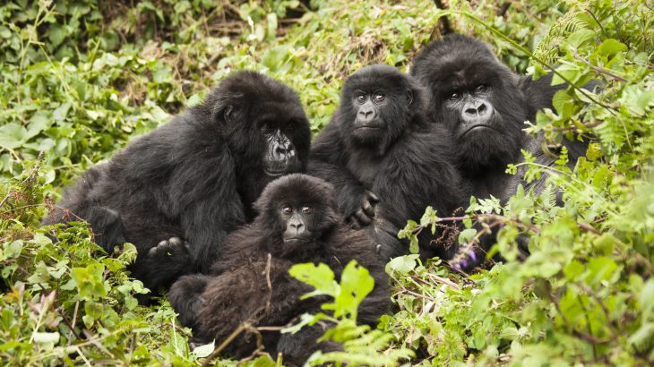 Mountain gorillas are friendly to their neighbors as long as they don't push their luck, according to a study from the University of Exeter.