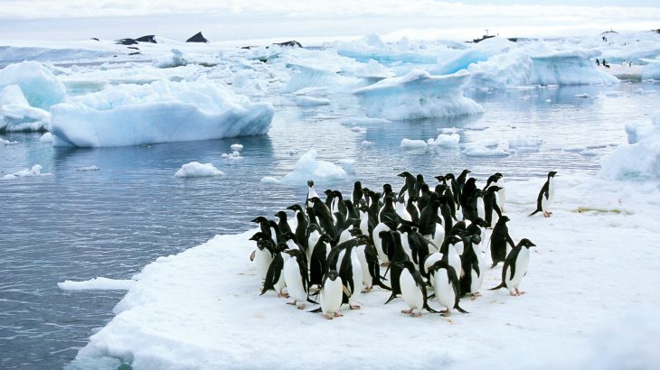 Experts at Stanford University have designed a multi-drone imaging system that uses a unique route planning algorithm to autonomously survey penguin colonies