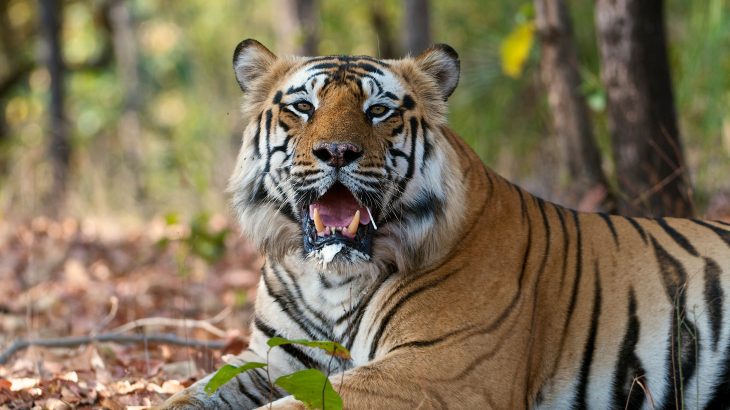 The scientists used computer simulations to predict the effect of habitat loss on various ecosystems and found that the top predators will be wiped out first.